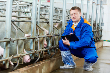 Veterinarian doctor examining pigs at a pig farm
