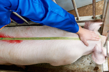 Veterinarian doctor examining pigs at a pig farm