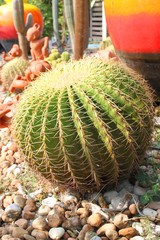 Cactus and stone garden