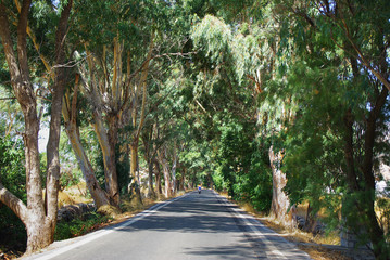 Route sous les arbres Crête Grece-Road in Creta Greece