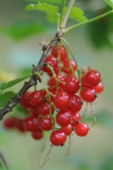Rote Johannisbeeren
