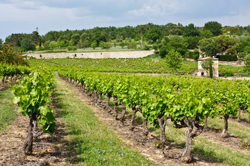 Fototapeta na wymiar The Vineyards of Provence