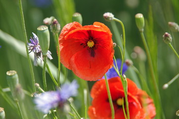 Polne maki. © boguslavus