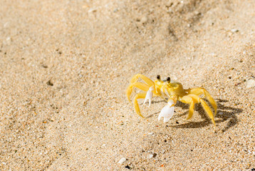 Yellow Ghost crab on sandy beach