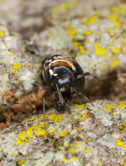 Crescent comb-foot, Achaearanea lunata extreme close-up