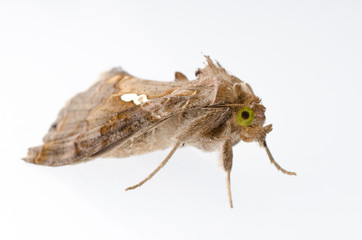 snout moth