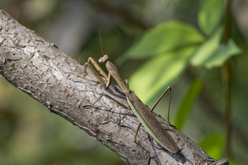 Brown Chinese Preying Mantis Sitting On A Branch