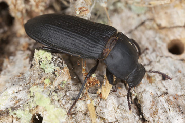 Mealworm beetle, Tenebrio opacus sitting on wood, macro photo