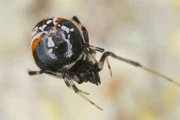 Crescent comb-foot, Achaearanea lunata extreme close-up