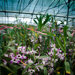 green house orchid flower nursery