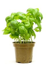 Naklejka premium Basil