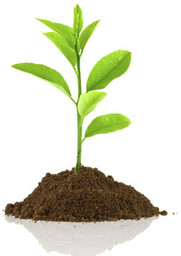 plant de citronnier