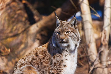 Lynx in park
