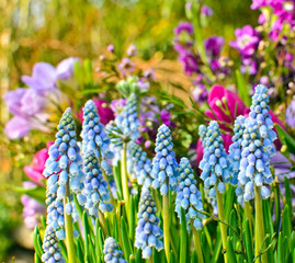 Frühlingserwachen: Duftende Traubenhyazinthen