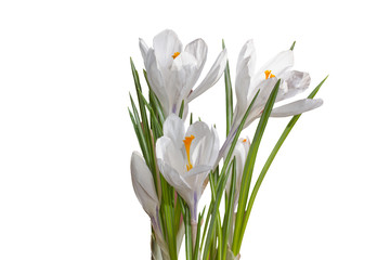 white crocuses