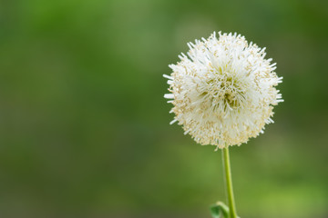 White flower with out of focus green background