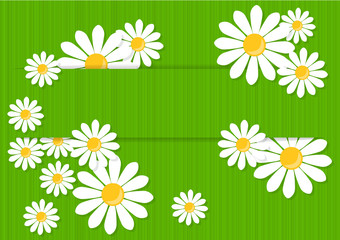 Greeting card with daisies