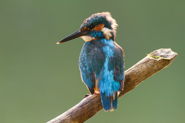 a kingfisher on a stick