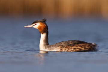 Great Crested Grebe