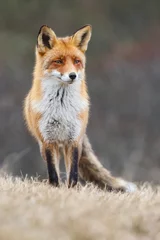 roter Fuchs