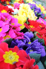 colorful primroses