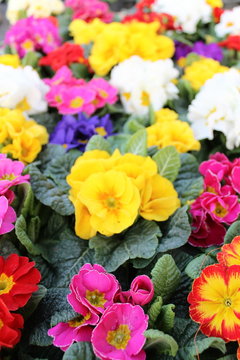 colorful primroses