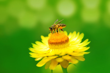 Bee on a daisy flower