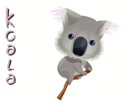 koala vector