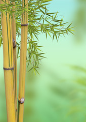 bambou détente relaxation
