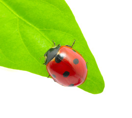 ladybug
