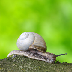 Garden snail