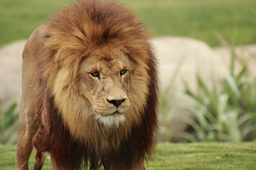 lion