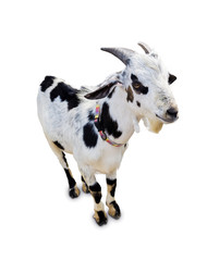 Naklejka na ściany i meble Goat isolate