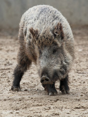 boar