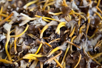 Chanterelle, champignon, légume, cueillette, aliment