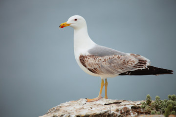 Seagull