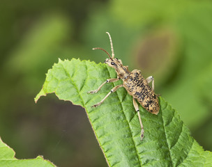 Rhagium sycophanta sitting on leaf, macro photo