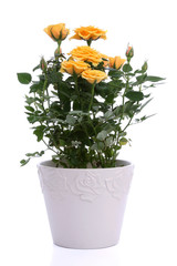 Yellow rose in a pot