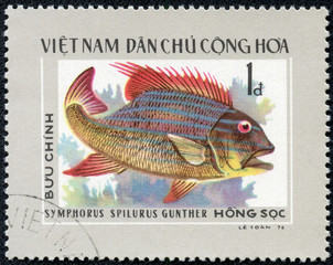 stamp depicts a tropical fish Symphopus Spilurus Gunther