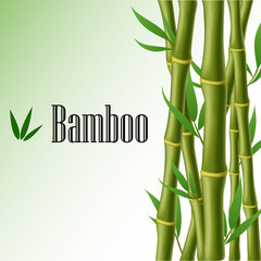 Fototapeta na wymiar Bamboo text frame