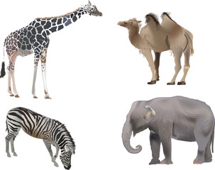Obraz na płótnie Canvas cztery kolorowe zwierzęta na białym tle