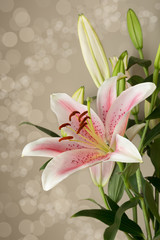 Obraz premium Oriental lily.
