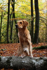 Dog in the woods