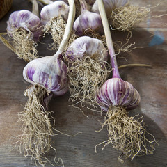 garlic buds decorated in a rustic background