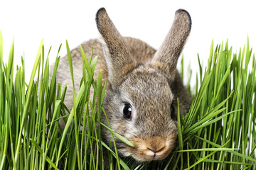 little brown rabbit in grass