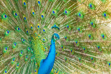 Fototapeta premium The portrait of beautiful peacock with spread feathers out