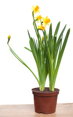 Yellow daffodils in a pot on wooden table isolated on white