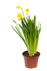 Narcissus. Yellow daffodils flowers in a pot isolated on white