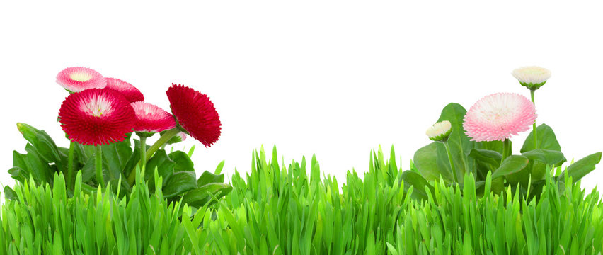green grass with daisy flowers  border