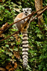 lemur